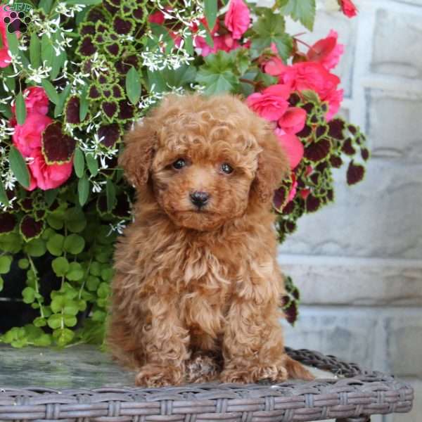 Knuckle, Bich-Poo Puppy